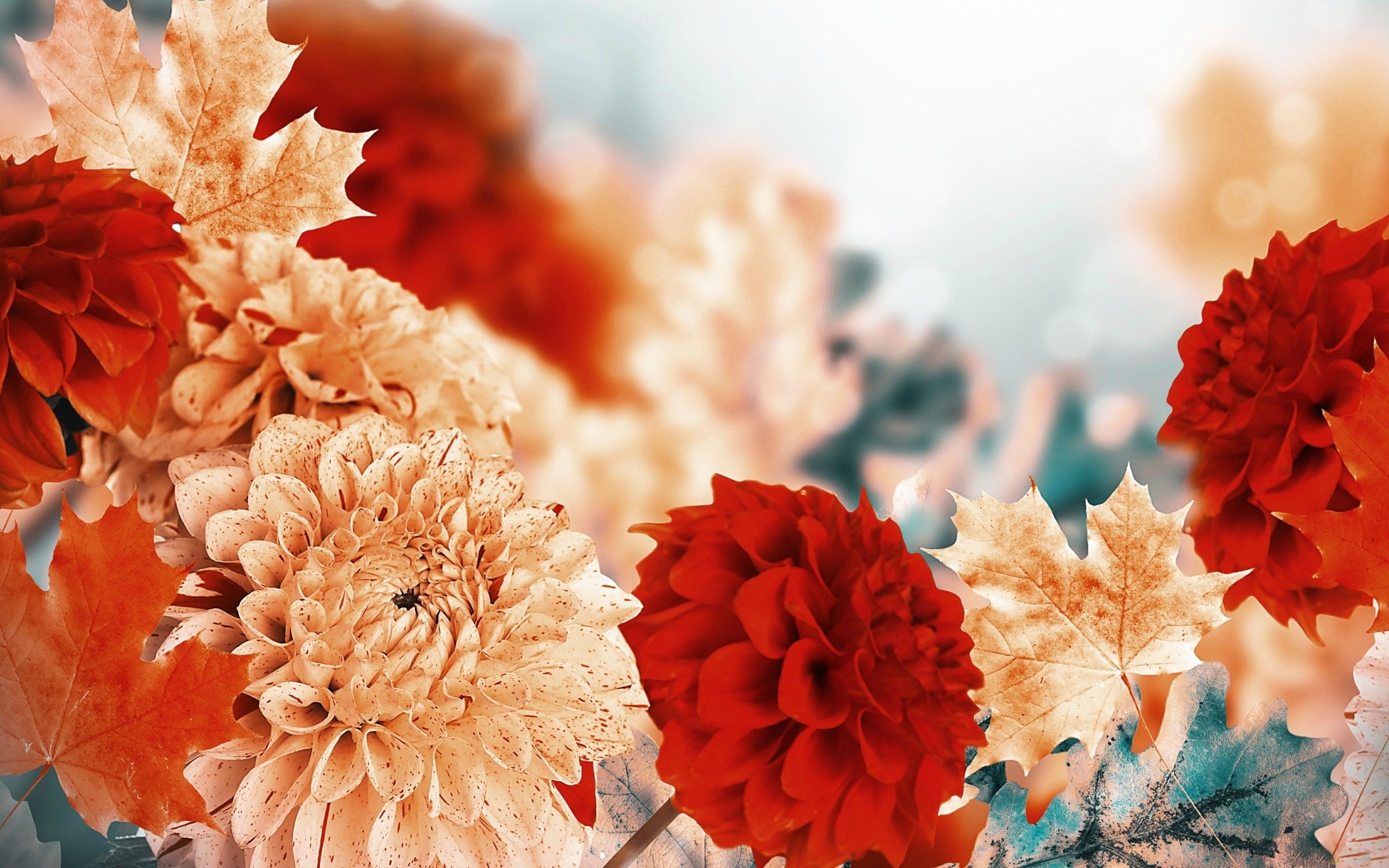 Fall Flower Wallpapers For Desktop Bhmpics