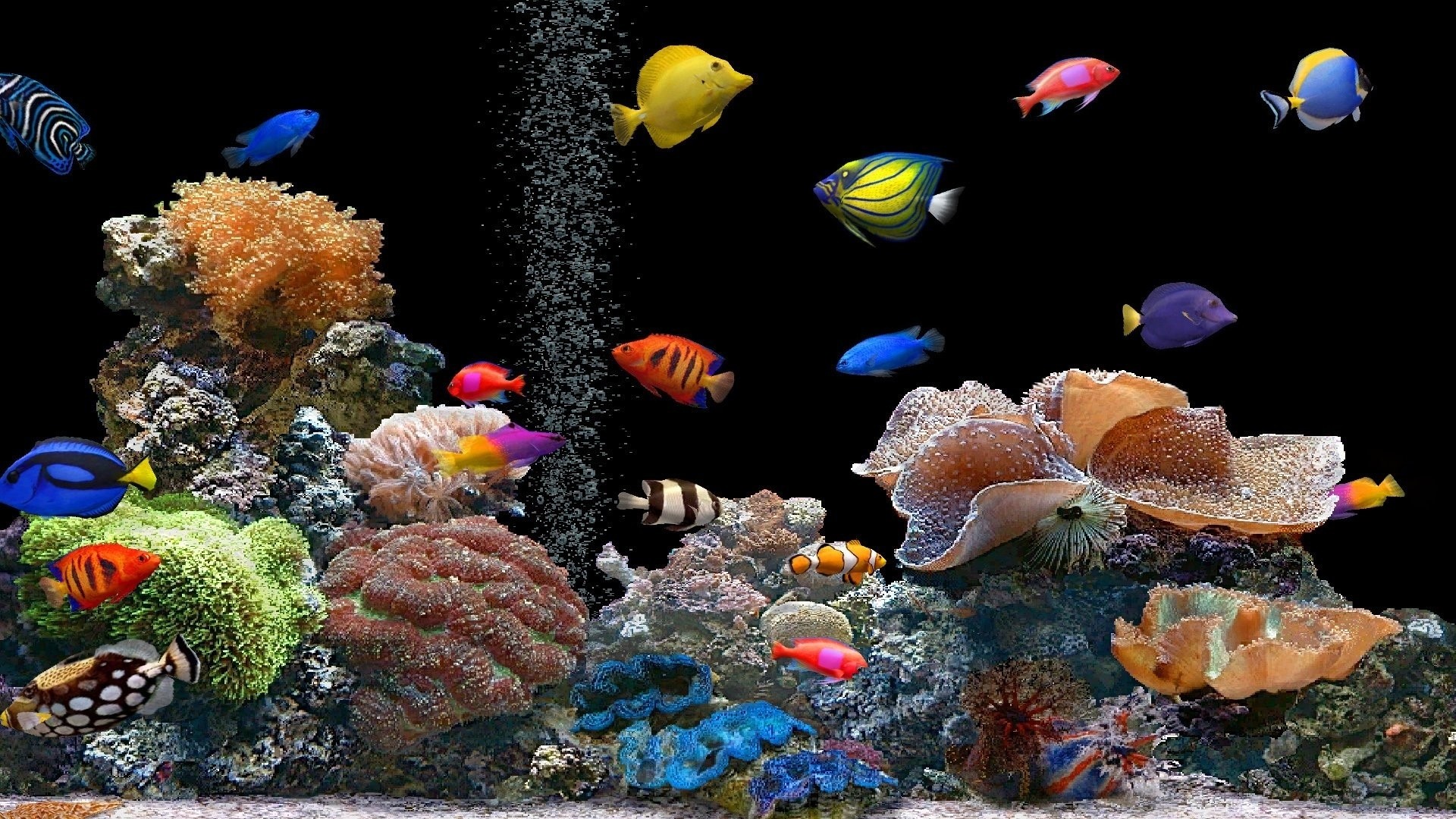 Fish desktop wallpaper pictures