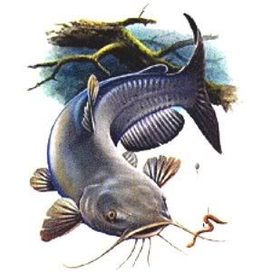 Flathead catfish drawing