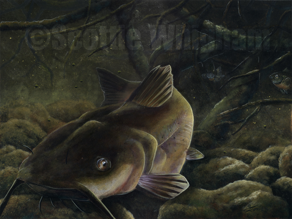 Flathead catfish wallpaper