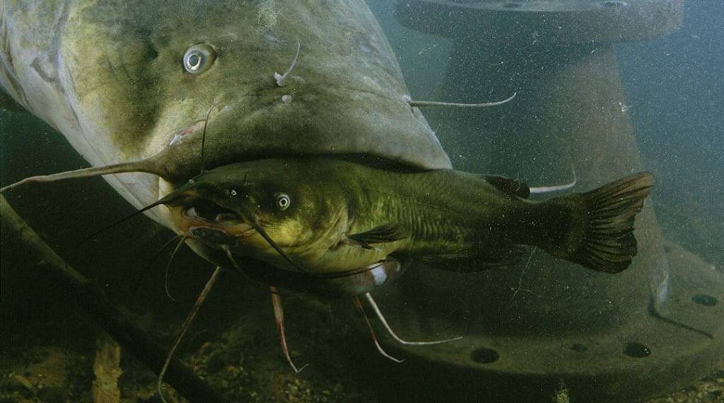 Best catfish baits of all
