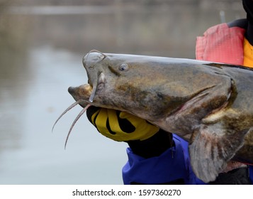 Flathead catfish images stock photos vectors