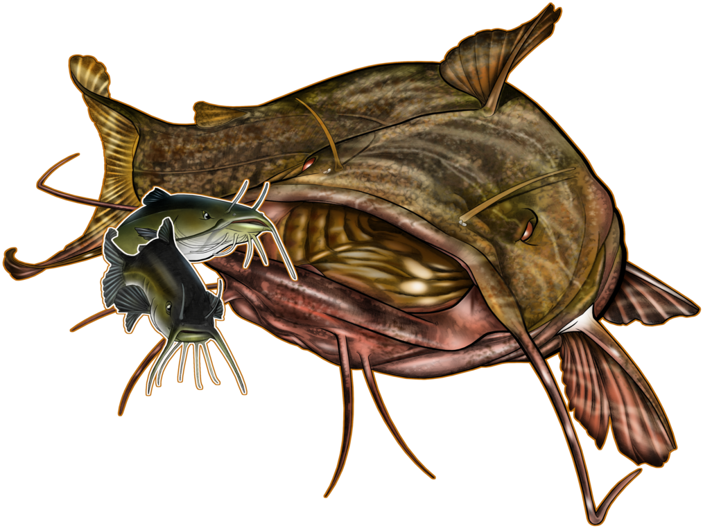 Images of flathead catfish drawing full size png download