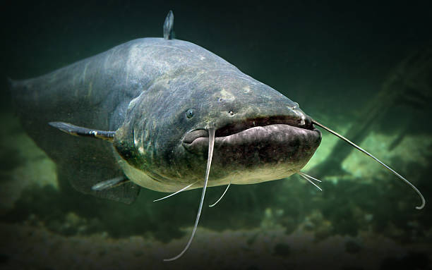 Blue catfish stock photos pictures royalty