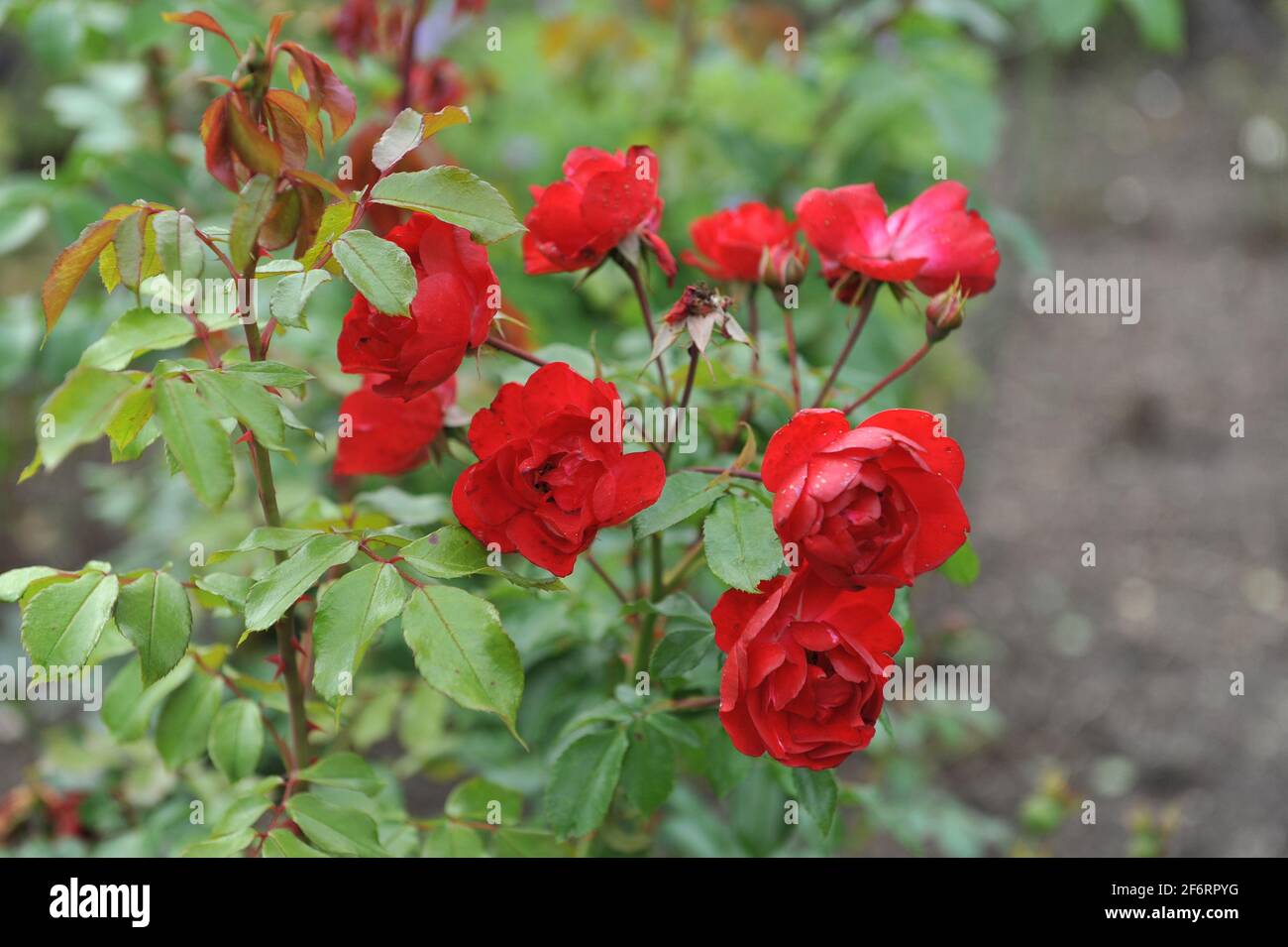 Red floribunda rose hi