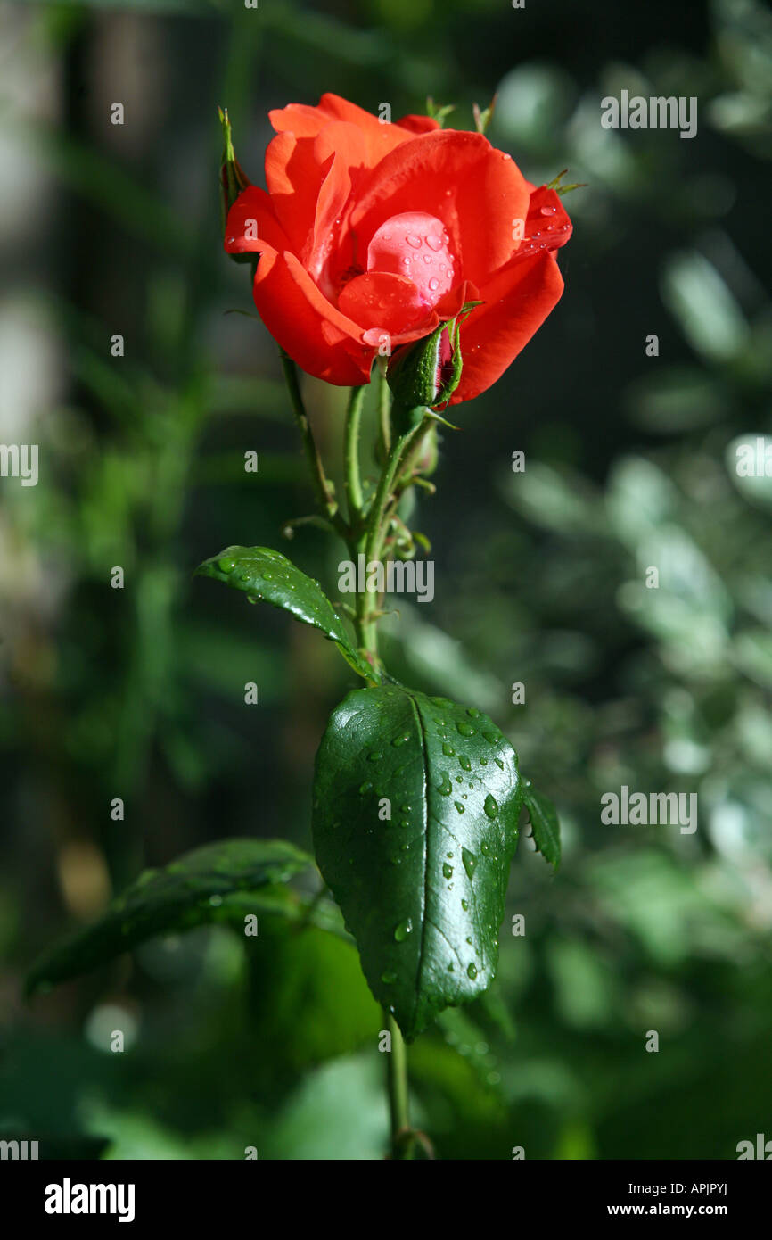 Floribunda rose variety hi