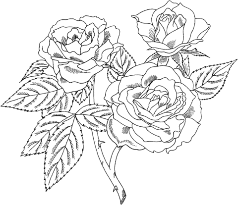 Europeana floribunda rose coloring page free printable coloring pages