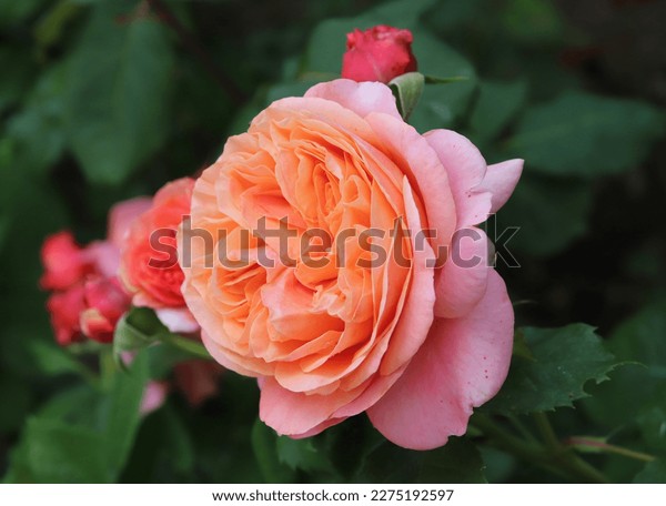 Hybrid tea rose photos and images