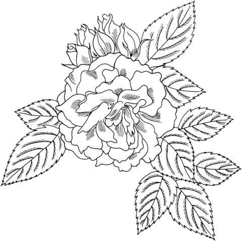 Rosa bahia floribunda rose coloring page free printable coloring pages