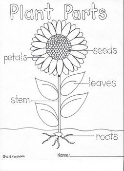 Fun activities of the plant life cycle parts of a flower plant life cycle plant activities