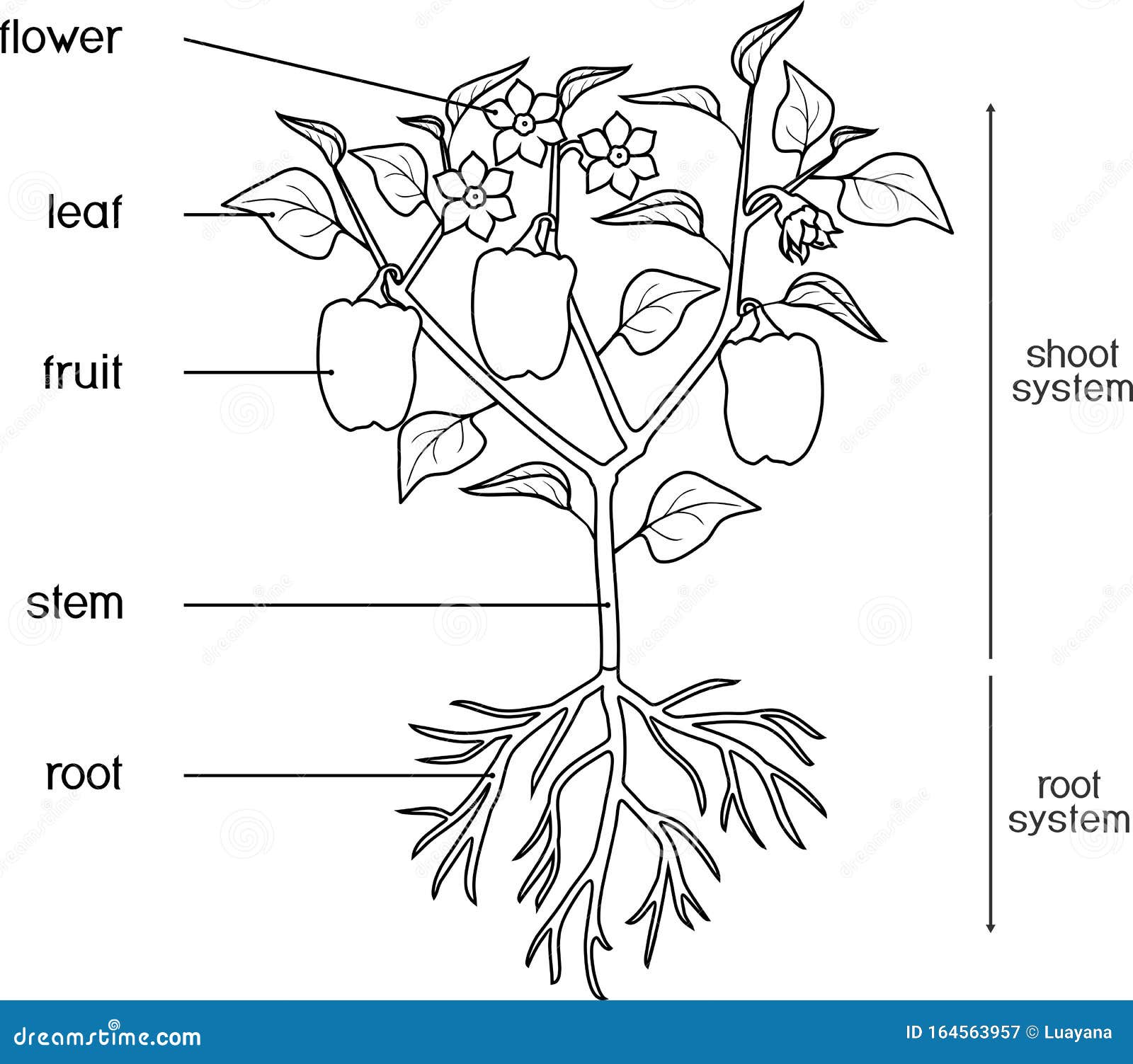 Coloring page parts of plant stock vector