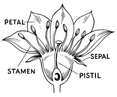 Flower parts coloring page free printable coloring pages