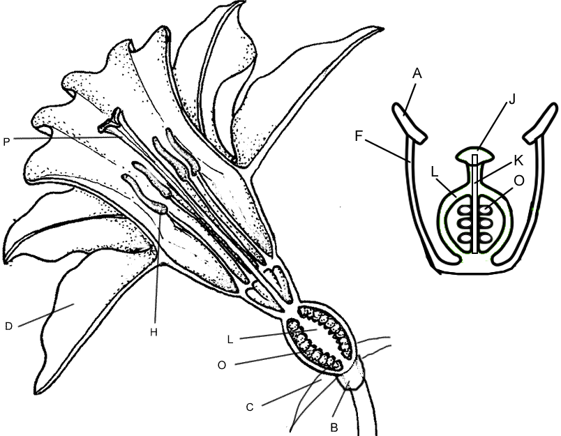 Flower structure and reproduction