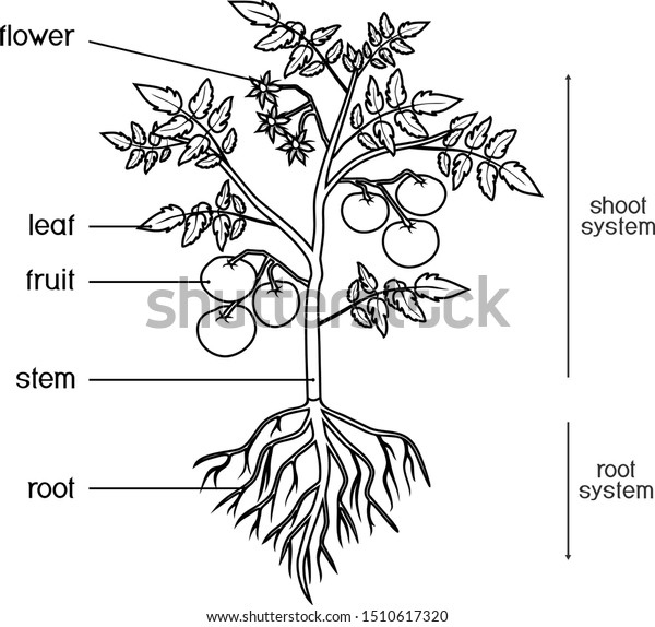 Coloring page parts plant morphology tomato stock vector royalty free
