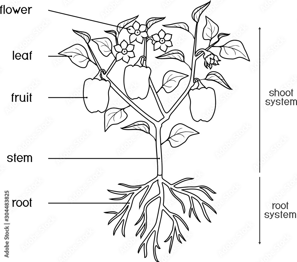 Coloring page parts of plant morphology of pepper plant with leaves fruits flowers and root system isolated on white background with titles vector