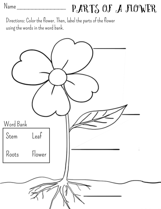 Labeling parts of a flower worksheet template