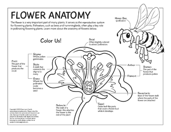 Flower anatomy coloring page by sara cramb tpt