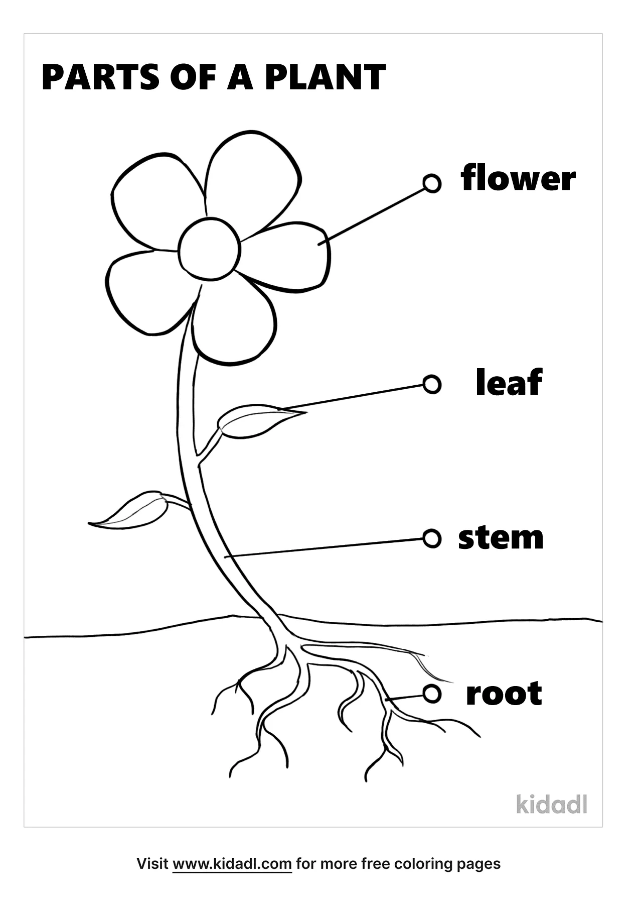 Free parts of a plant coloring page coloring page printables