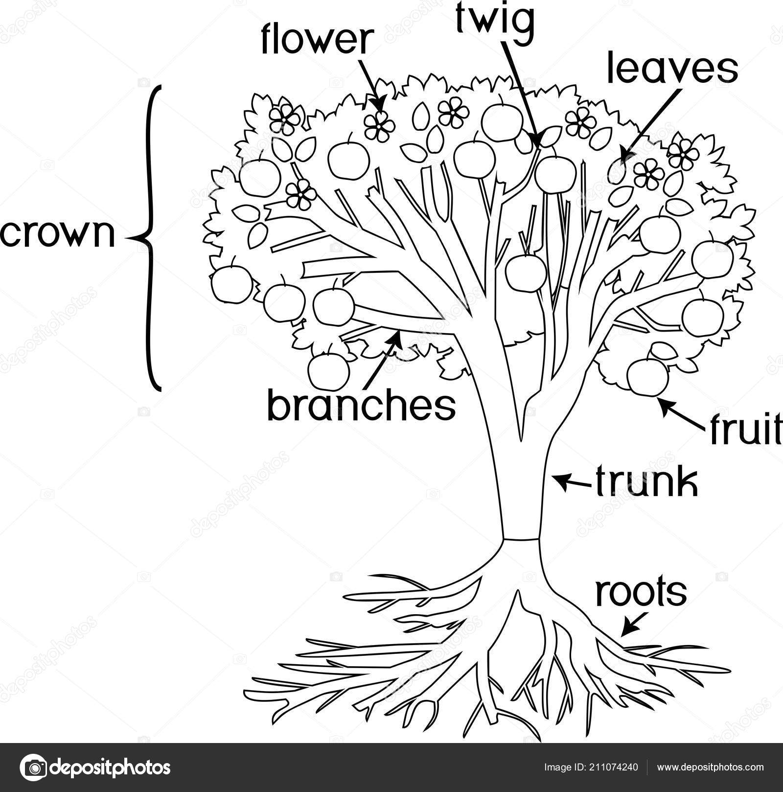 Coloring page parts plant morphology tree crown root system fruits stock vector by mariaflaya