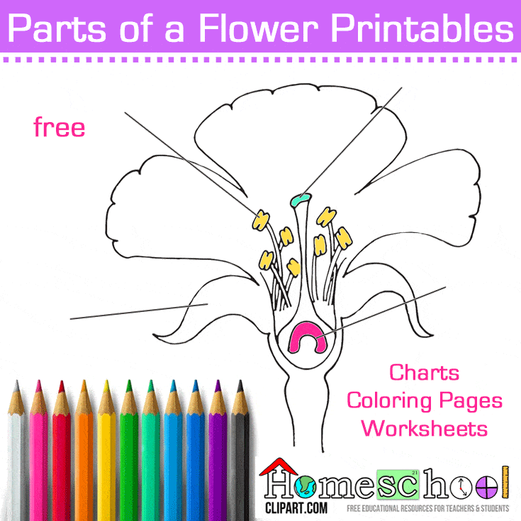 Seed to plant coloring worksheet