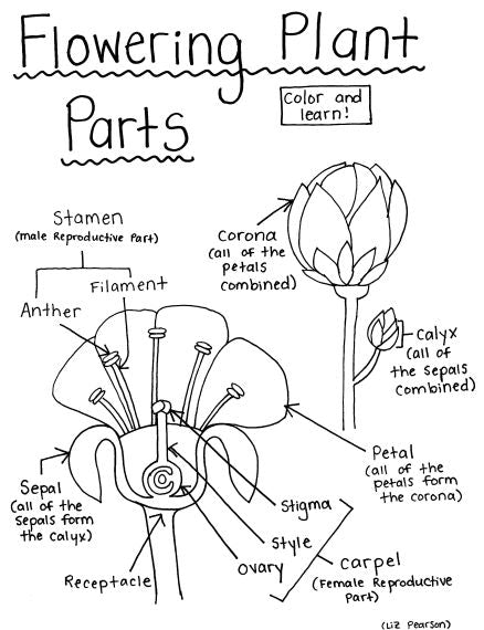 Flowering plant parts printable coloring page