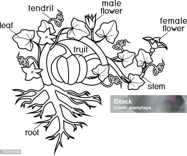 Coloring page with parts of plant morphology of pumpkin plant with fruit green leaves root system and titles stock illustration