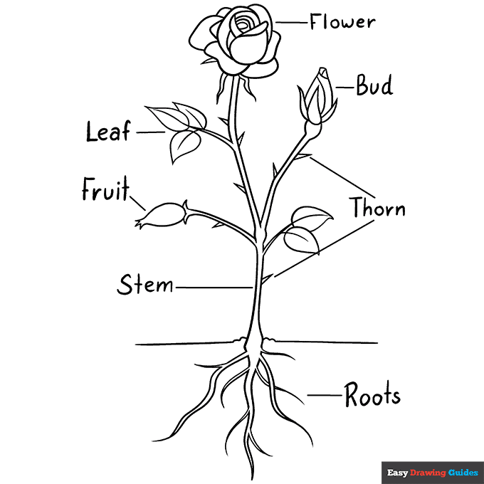 Parts of the rose coloring page easy drawing guides