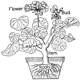Parts of a flower coloring page super coloring parts of a flower coloring pages flower coloring pages