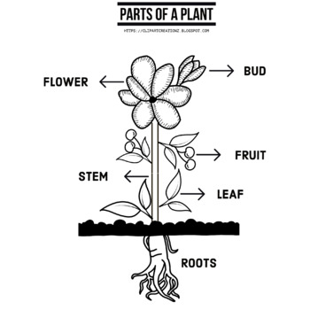 Parts of a plant coloring clipart by clipart creationz tpt