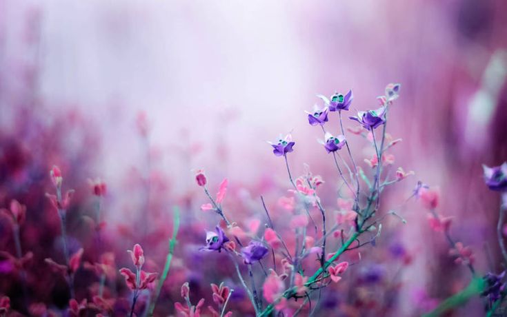 Download purple and pink flower wallpaper wallpapers purple flowers wallpaper free flower wallpaper puter wallpaper desktop wallpapers
