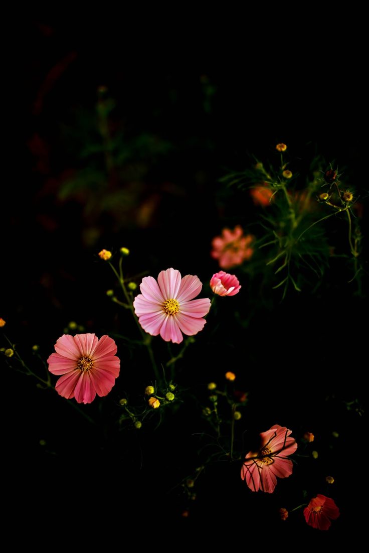 Cosmos wallpaper nature flowers flowers photography wallpaper beautiful flowers wallpapers