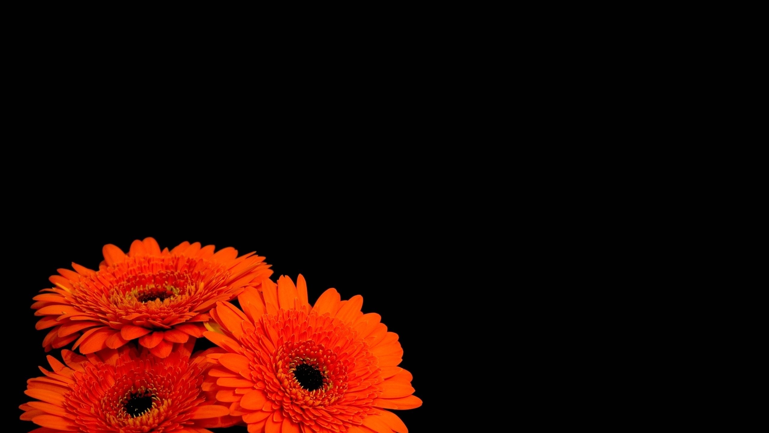 Description download flowers black background orange flowers wallpaperdesktop background in hd widescreen resolution