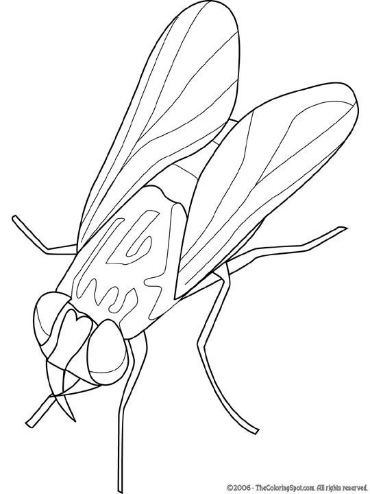 Housefly coloring page audio stories for kids free coloring pages colouring printables