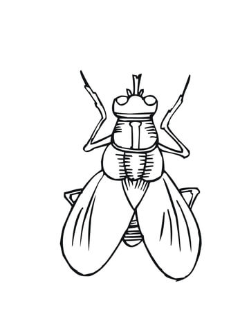 House fly coloring page free printable coloring pages