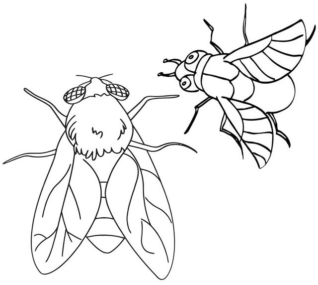 Flies flying coloring page animal coloring pages coloring pages color