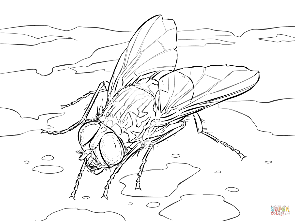 House fly coloring page free printable coloring pages