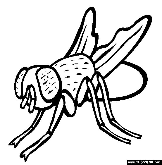 House fly coloring page free house fly online coloring coloring pages animal coloring pages insect coloring pages