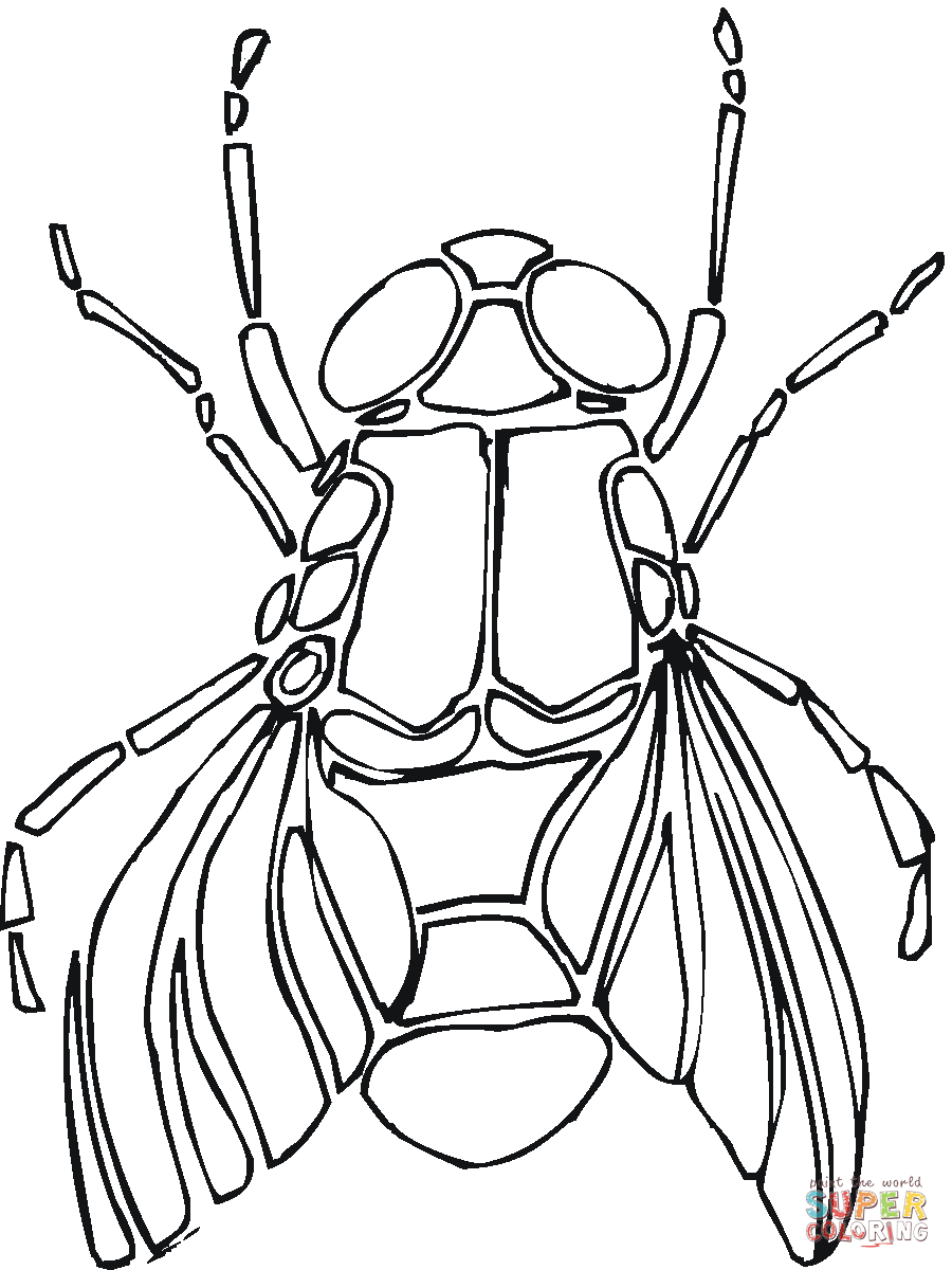 Fly coloring page free printable coloring pages coloring pages free printable coloring pages colorful drawings