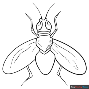 Fly coloring page easy drawing guides
