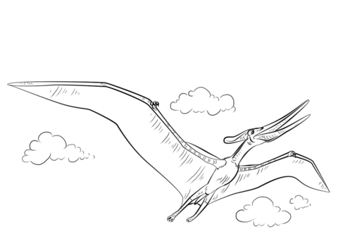 Pteranodon flying coloring page free printable coloring pages