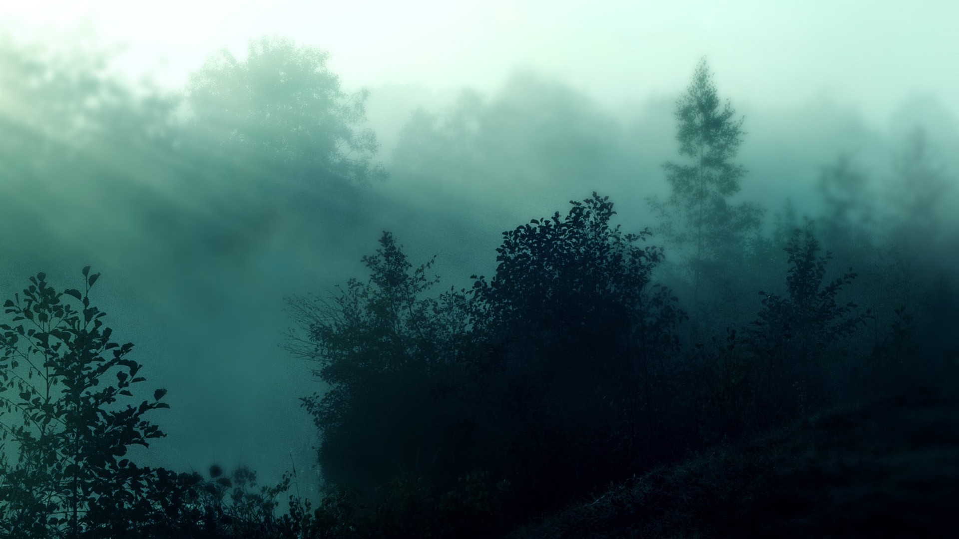 Foggy forest wallpapers hd