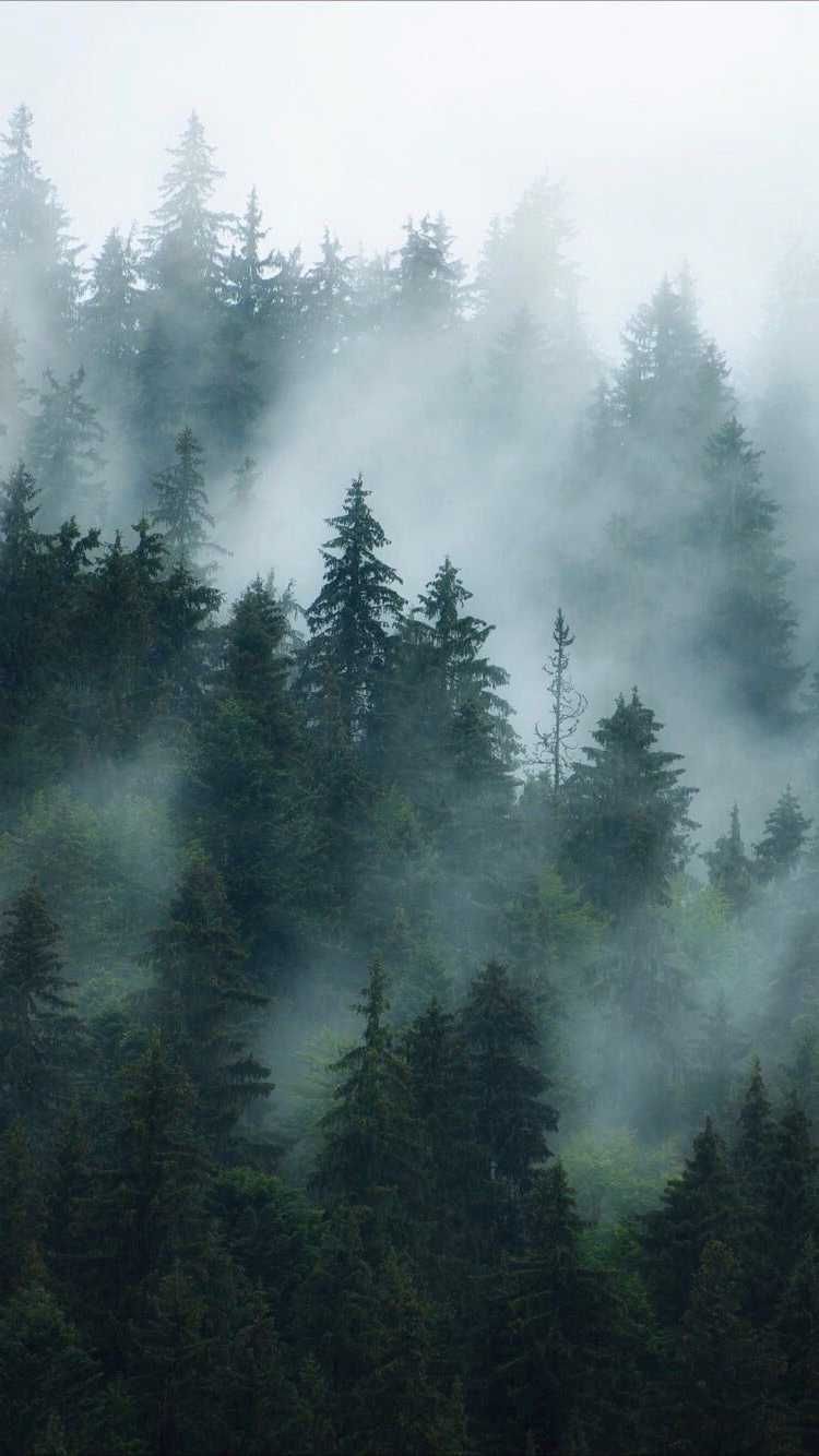 Foggy forest wallpaper