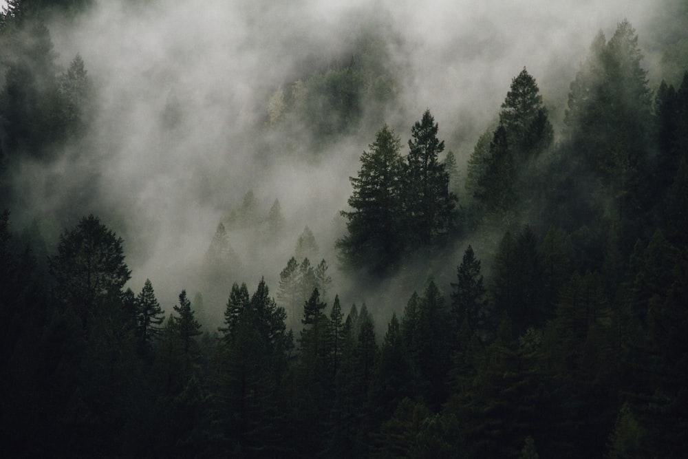 Foggy forest pictures stunning download free images on