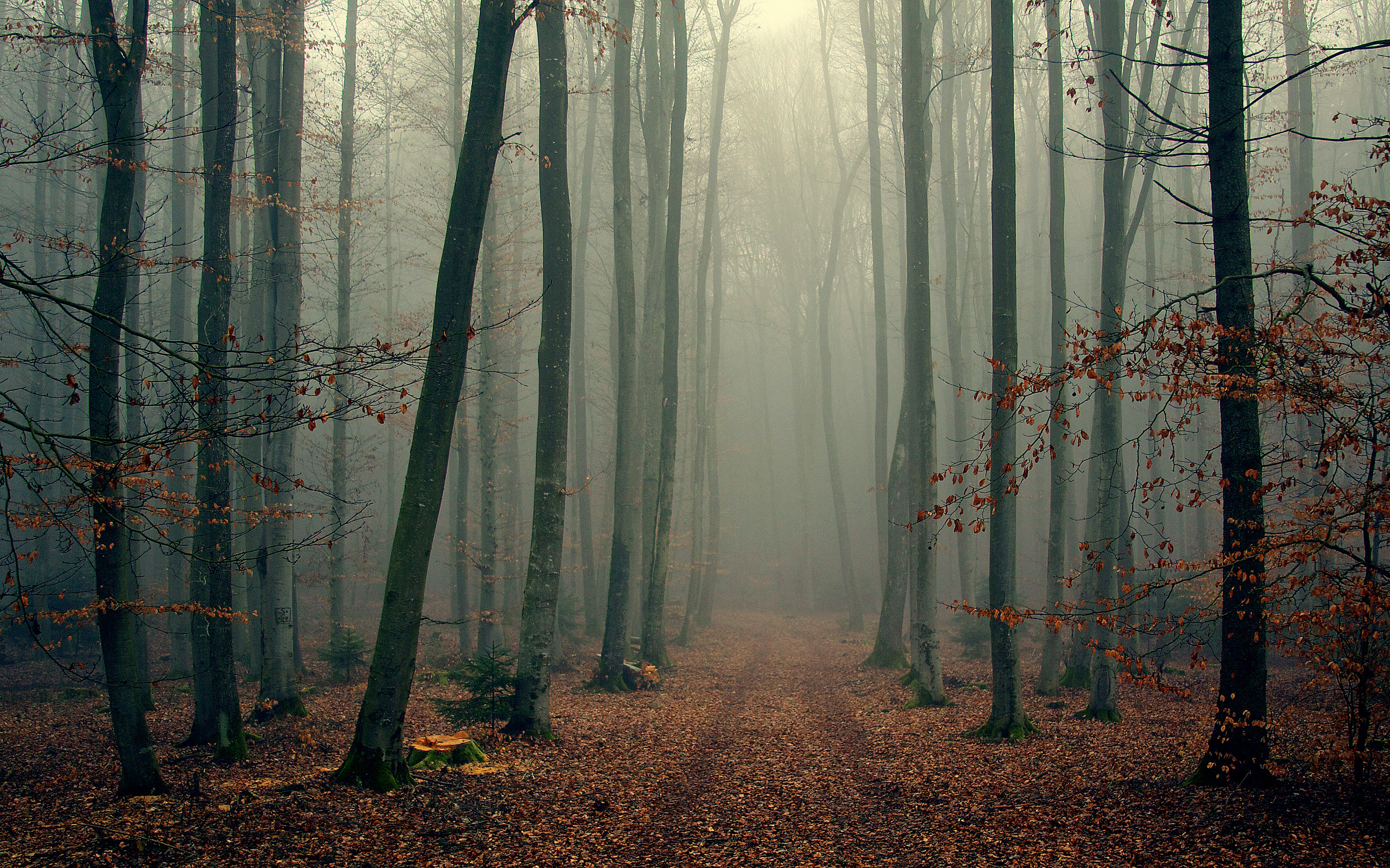 Foggy forest backgrounds free download