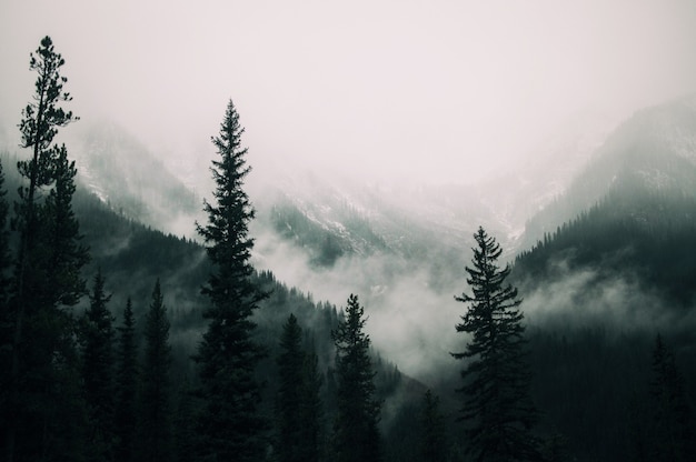 Foggy forest images free vectors stock photos psd