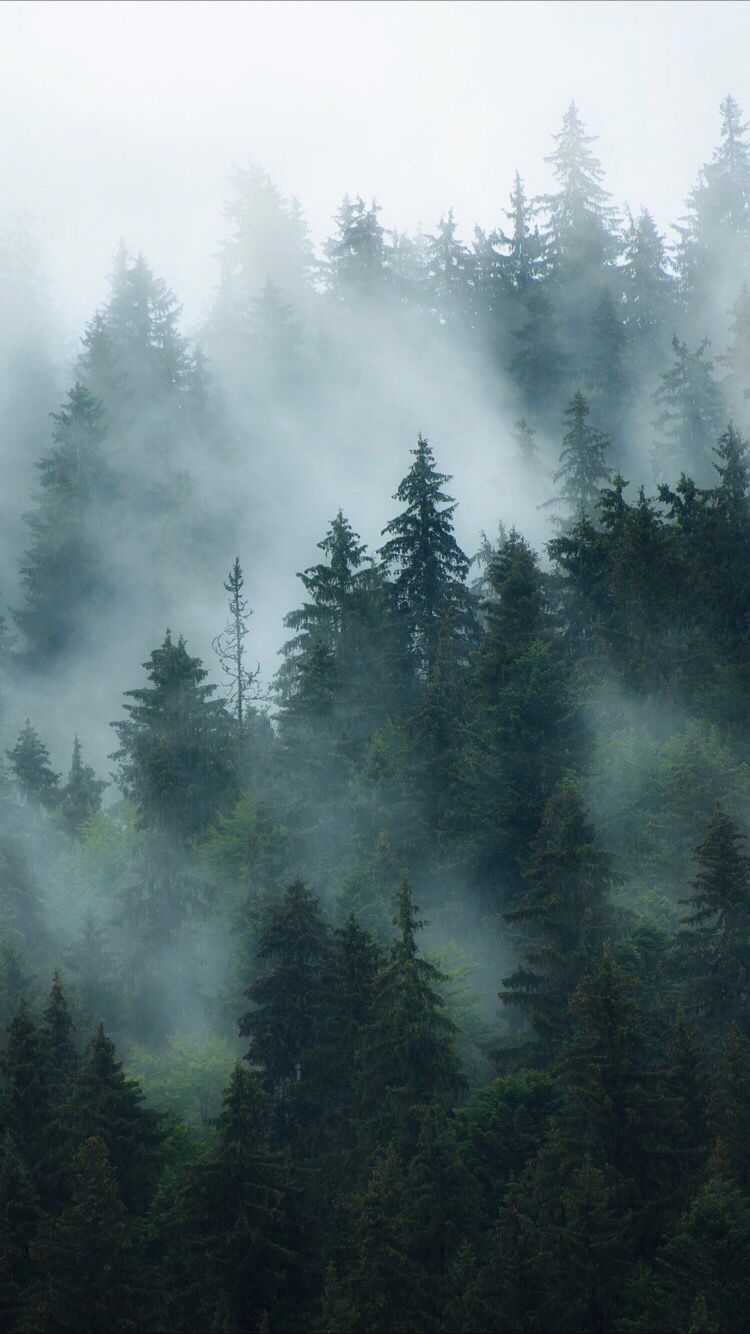 Foggy forest background photographie de forãªt image foret paysage foret
