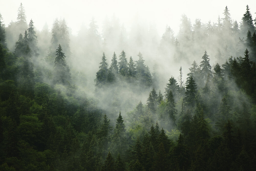 Foggy forest â trendige fototapete â