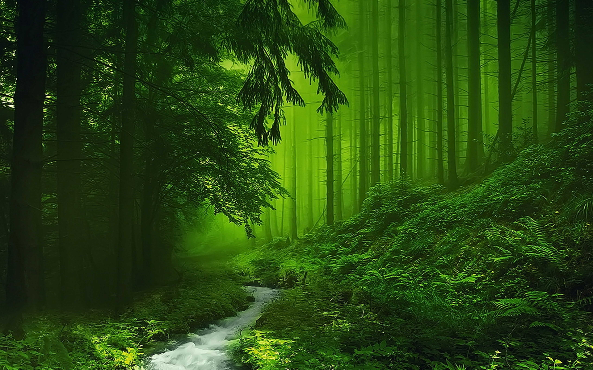 Forest hd papers and backgrounds