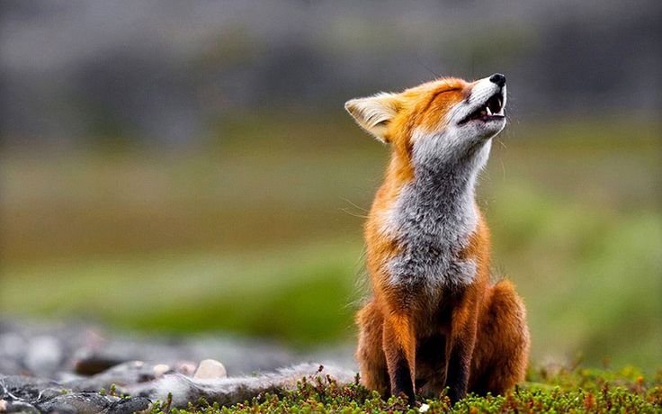 Red fox sktop wallpapers