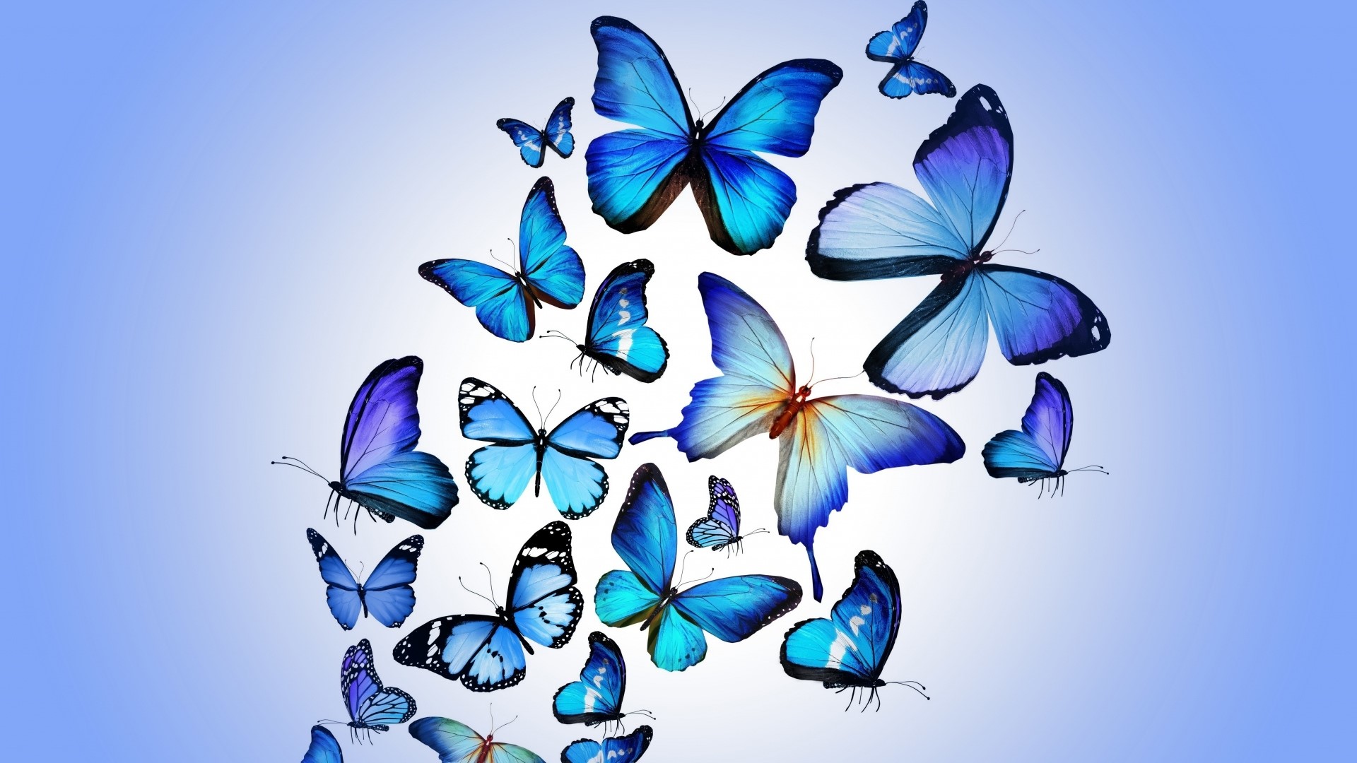 Hd blue animated butterfly